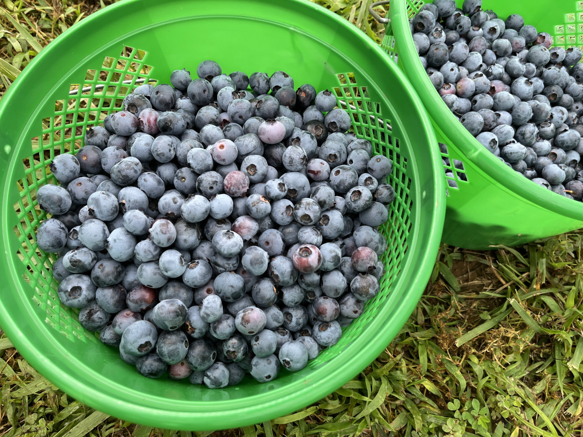 Green plastic baskets sitting on grass filled with fresh-picked blueberries.
