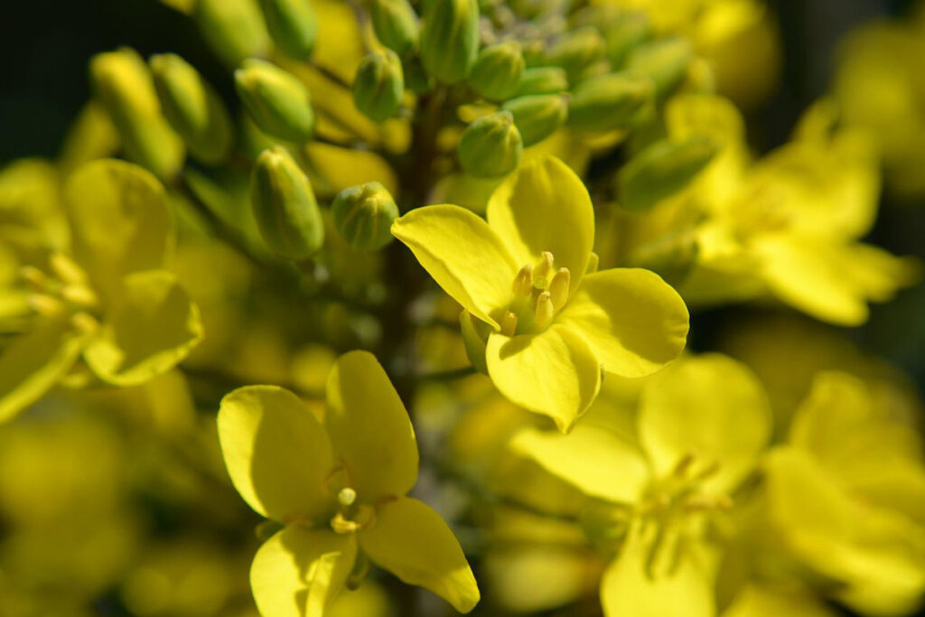 Yellow kale flowers.