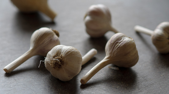 seed garlic