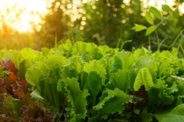 Green lettuce growing in an outdoor garden with evening sunlight in the background.