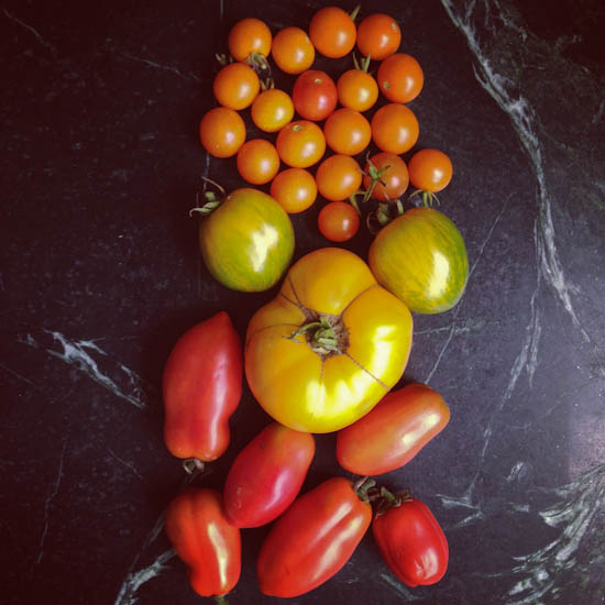 mixed tomatoes 1