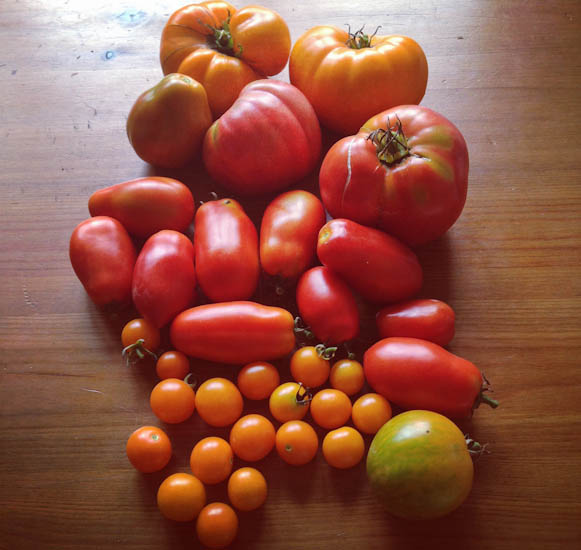 mixed tomatoes 2