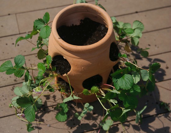 plant strawberries in a container