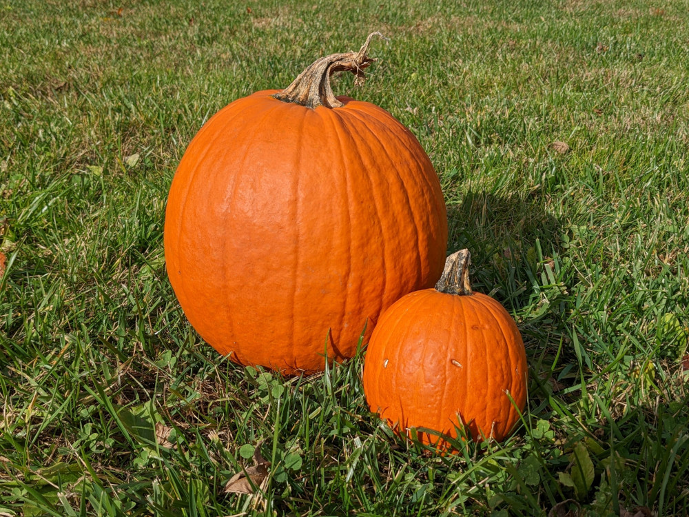 Two pumpkins in the grass, one large and one small.
