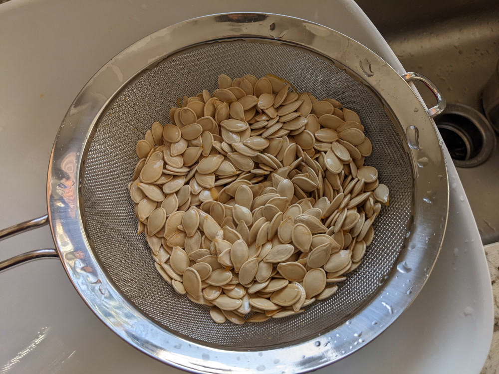 Final rinse and drain of pumpkin seeds in a strainer.