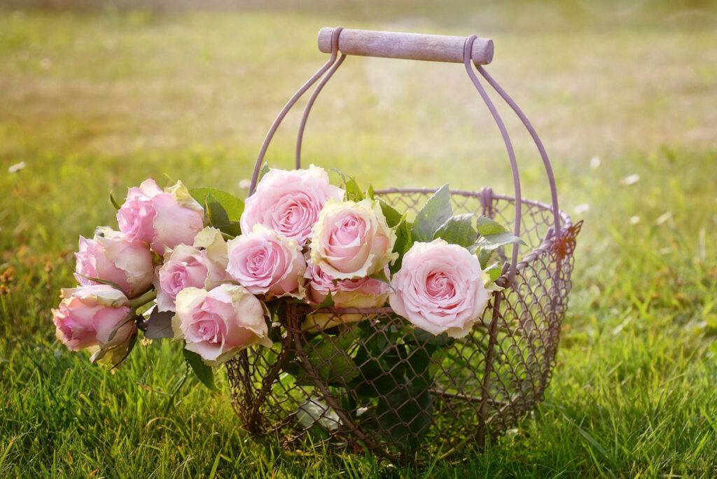 Pink roses in a metal wire basket in the grass